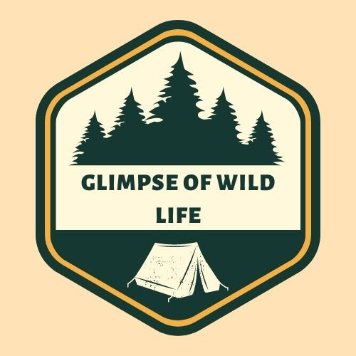 Glimpseofwildlife