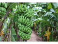 banana-exporters-from-india-small-0