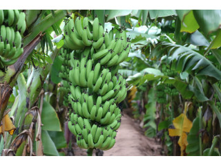 Banana Exporters from India