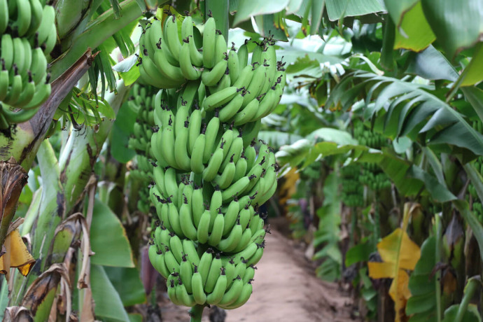 banana-exporters-from-india-big-0