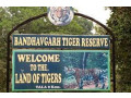 bandhavgarh-safari-booking-online-small-0