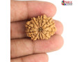 get-12-mukhi-rudraksha-benefits-online-small-0