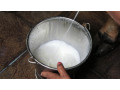 quality-gir-cow-milk-at-affordable-prices-in-ahmedabad-order-now-small-0