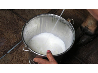 Quality Gir Cow Milk at Affordable Prices in Ahmedabad: Order Now