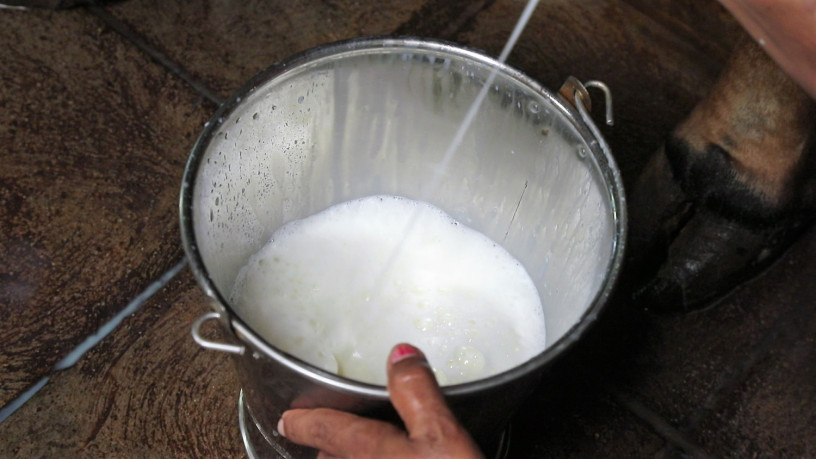 quality-gir-cow-milk-at-affordable-prices-in-ahmedabad-order-now-big-0