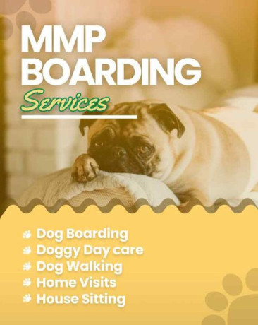 book-secured-and-verified-dog-boarding-services-in-pune-mr-n-mrs-pet-big-0