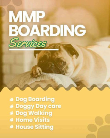 book-secured-and-verified-dog-sitter-in-bangalore-mr-n-mrs-pet-big-0