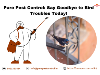 Effective Bird Control Solutions: Keep Your Property Safe!