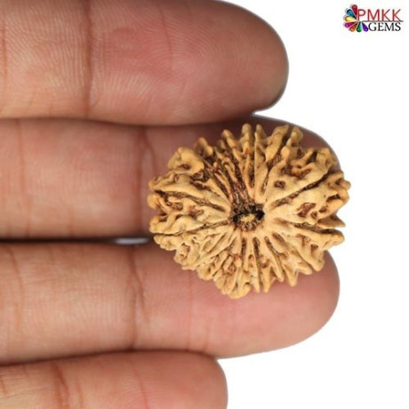 buy-15-mukhi-rudraksha-online-at-best-price-pmkk-gems-big-0