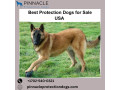 best-protection-dogs-in-usa-pinnacle-protection-dogs-small-0