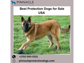 Best Protection dogs in USA | Pinnacle Protection Dogs