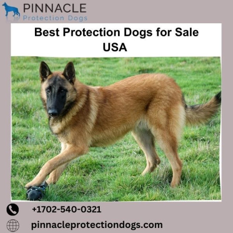 best-protection-dogs-in-usa-pinnacle-protection-dogs-big-0