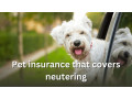 pet-insurance-that-covers-neutering-small-0