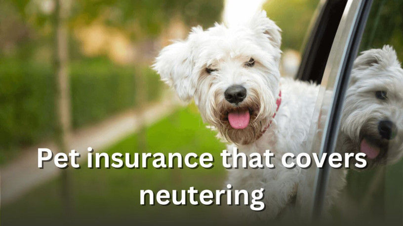pet-insurance-that-covers-neutering-big-0
