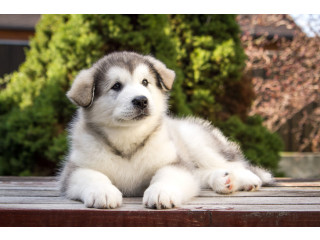 Top-Quality Dogs for Sale in Las Vegas | Pinnacle Protection Dogs